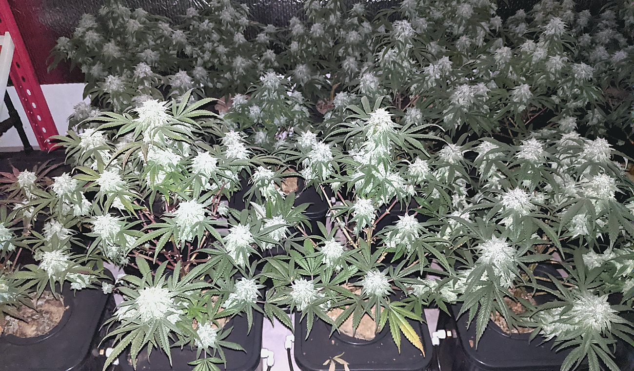 Controlled environment growing room